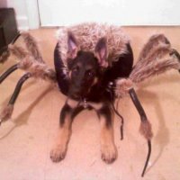 Epic Pet Costume: German Shepherd Spider 